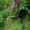 Plants: image 17 0f 25 thumb